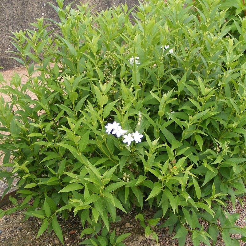 Deutzia garcilis